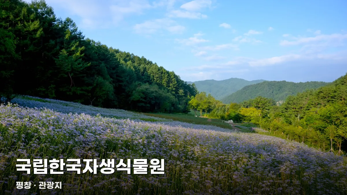 오늘평창