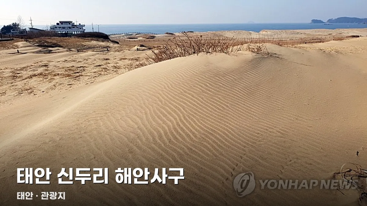 태안 신두리 해안사구