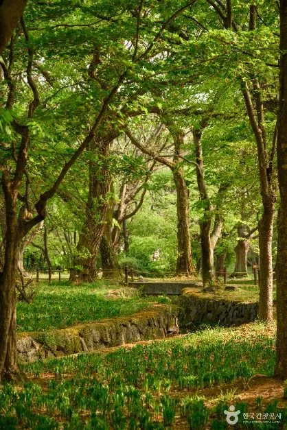 경주 계림