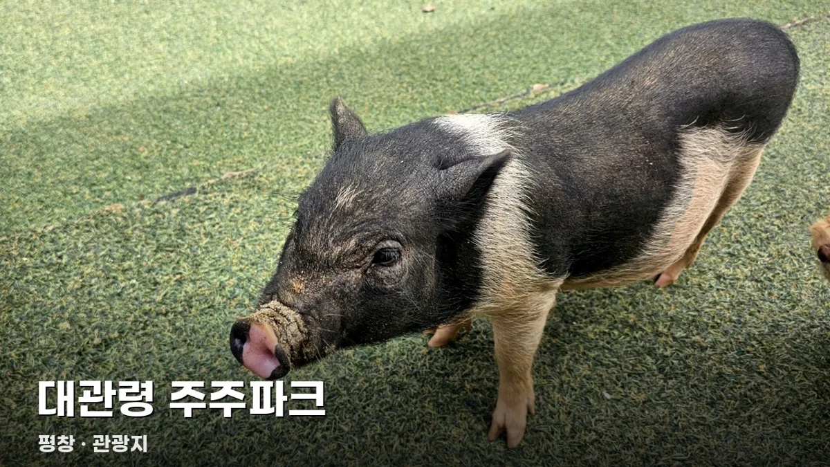 대관령 주주파크