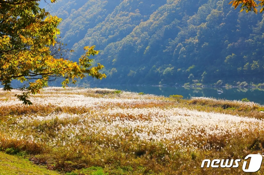 고운골 남한강 갈대숲