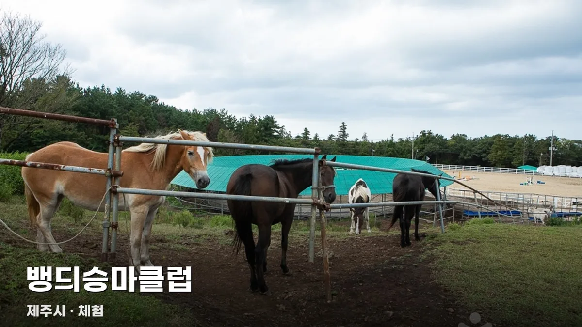 뱅듸승마클럽